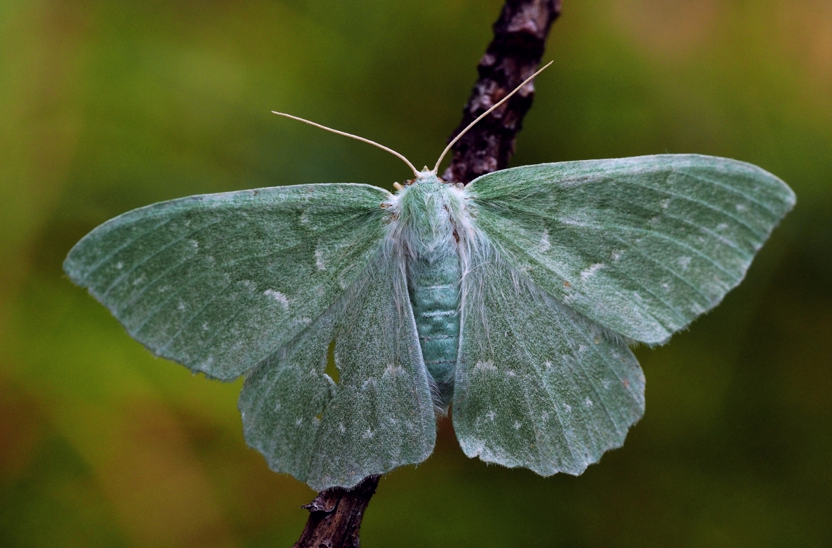 Grünes Blatt (Geometra papilionaria)