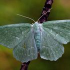 Grünes Blatt (Geometra papilionaria)