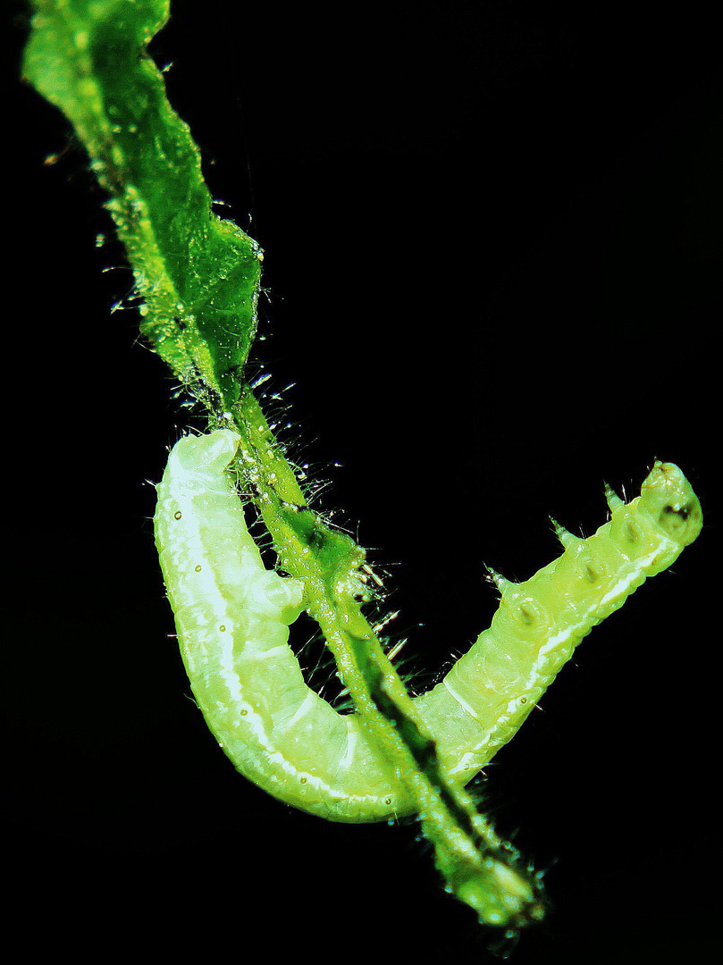 Grünes Blatt , Geometra papilionaria