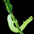 Grünes Blatt , Geometra papilionaria