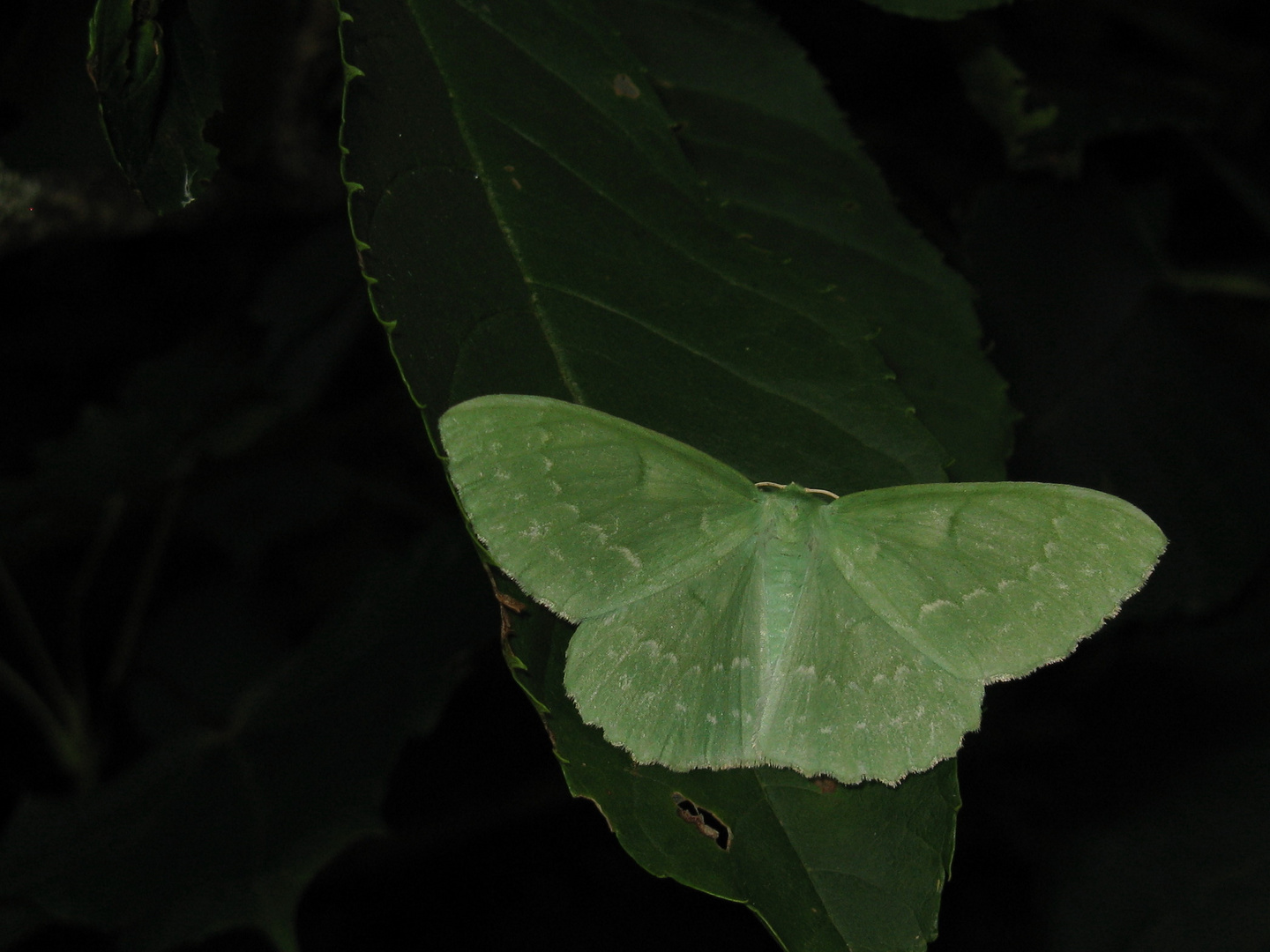 Grünes Blatt (Geometra papilionaria)