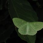 Grünes Blatt (Geometra papilionaria)