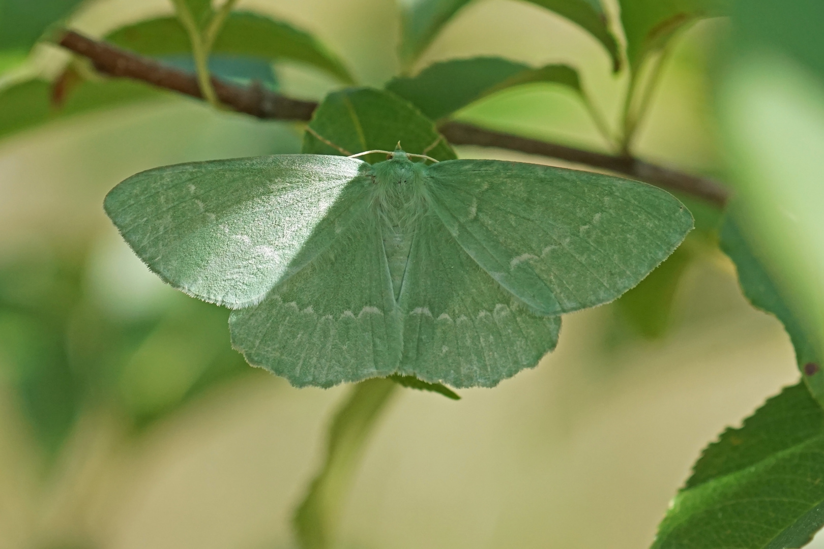 Grünes Blatt (Geometra papilionaria)