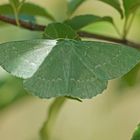 Grünes Blatt (Geometra papilionaria)