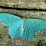 Grünes Blatt (Geometra papilionaria)