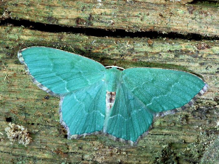 Grünes Blatt (Geometra papilionaria)