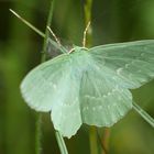 * Grünes Blatt (Geometra papilionaria) *