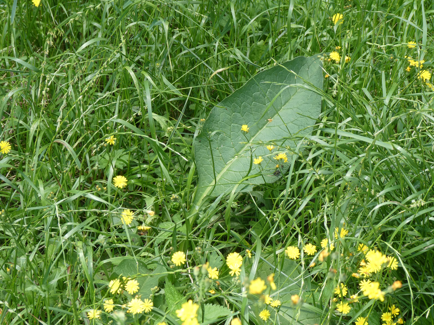 Grünes Blatt II