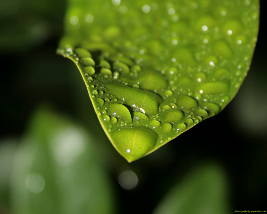 grünes Blatt im Regen