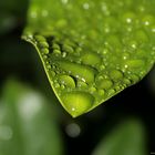 grünes Blatt im Regen