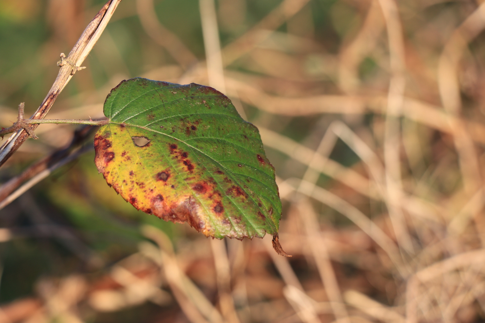 Grünes Blatt im Winter