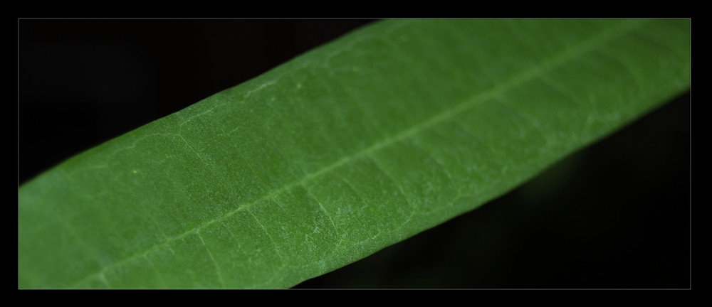 grünes Blatt in Widescree