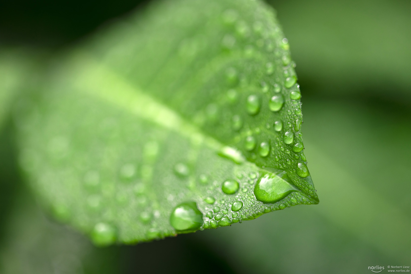 Grünes Blatt mit Regentropfen