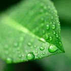 Grünes Blatt mit Regentropfen