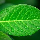Grünes Blatt mit Wassertropfen