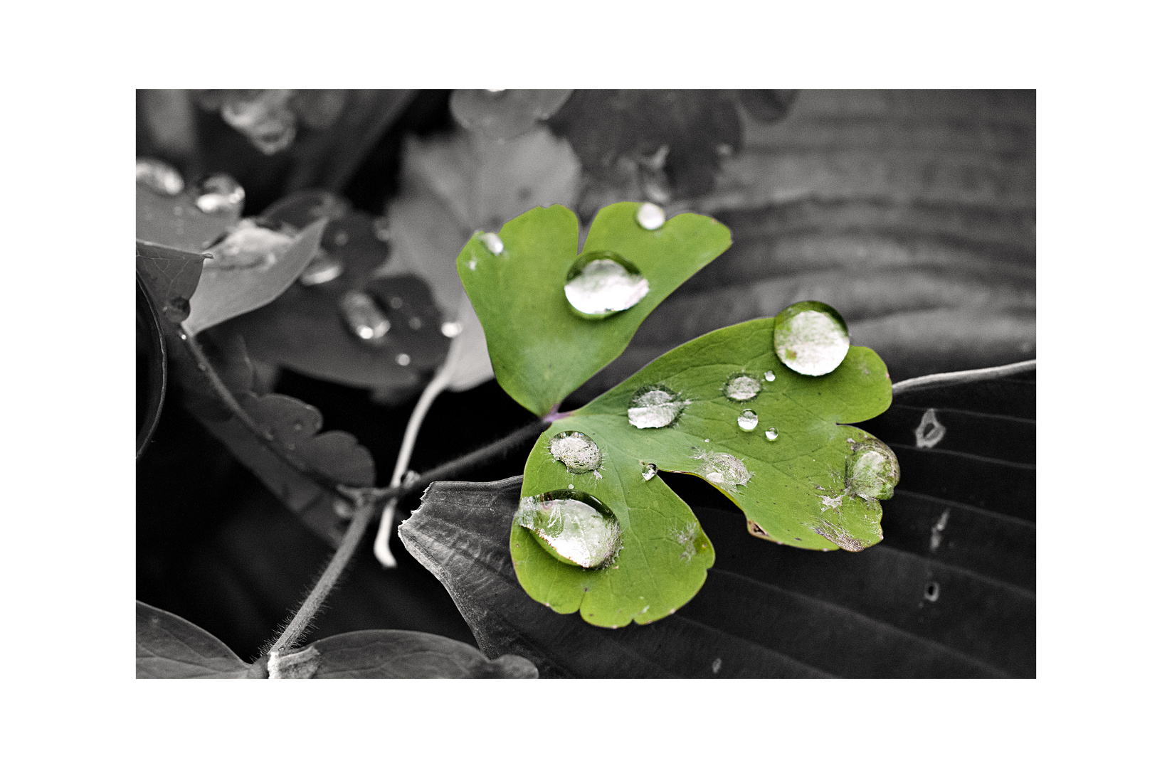 grünes blatt mit wassertropfen