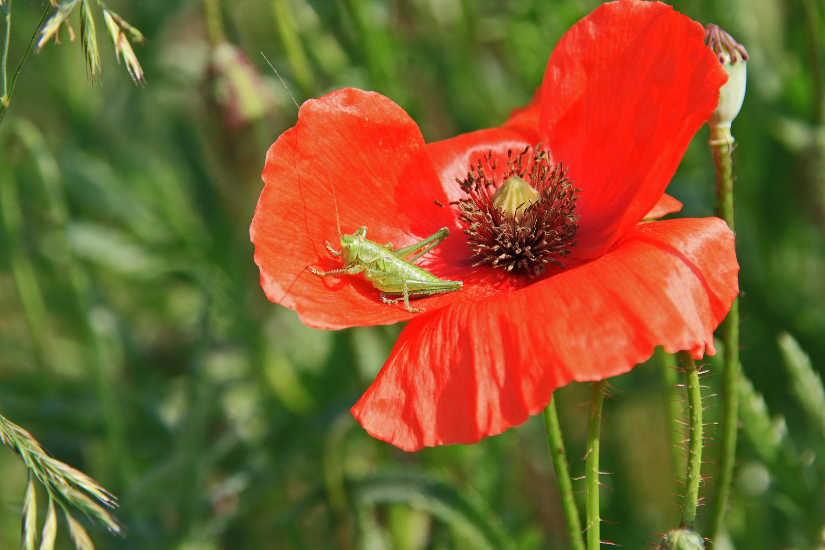 grünes Chillen im roten Mohn