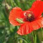 grünes Chillen im roten Mohn