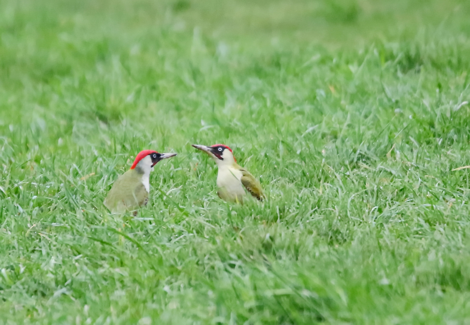 Grünes Duo :-)