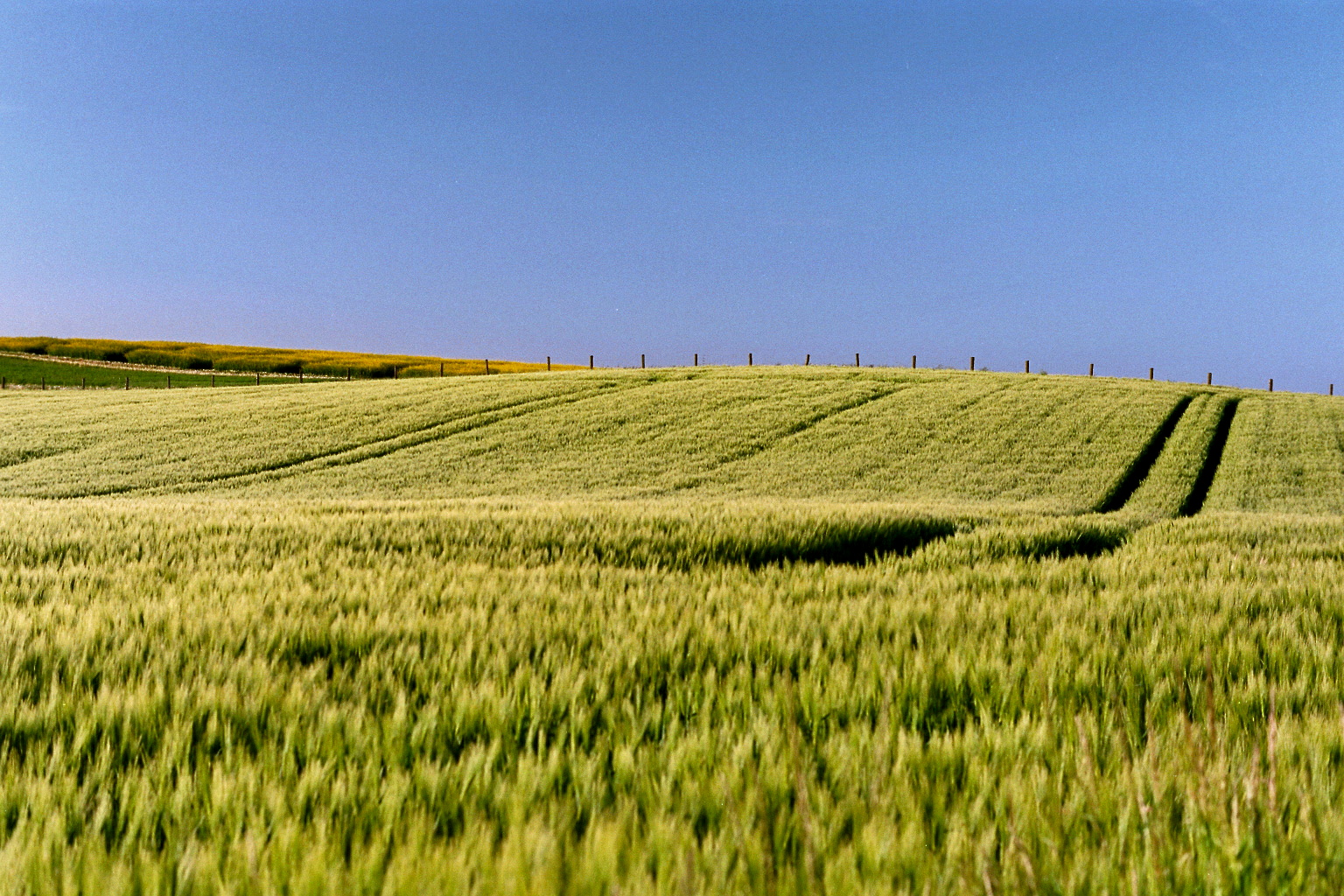 Grünes Feld