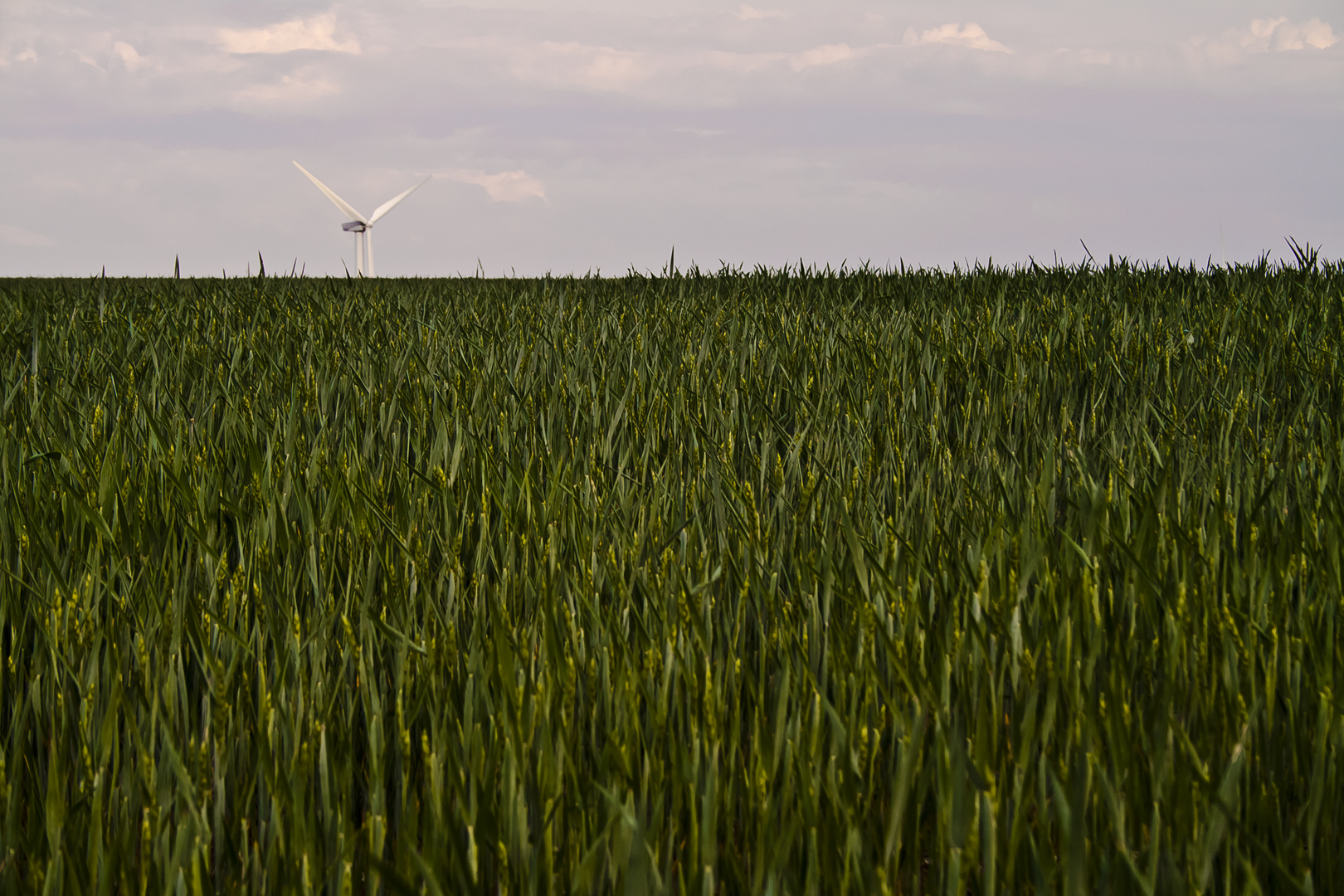 Grünes Feld