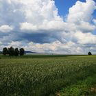 grünes Feld und dicke Wolken