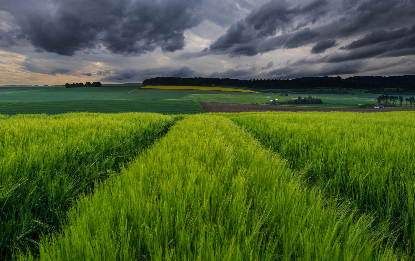 Grünes Feld (update)