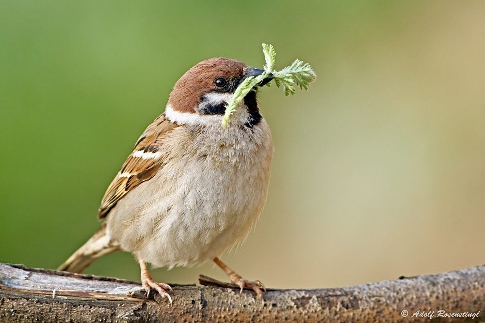 Grünes für das Nest…