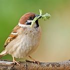 Grünes für das Nest…