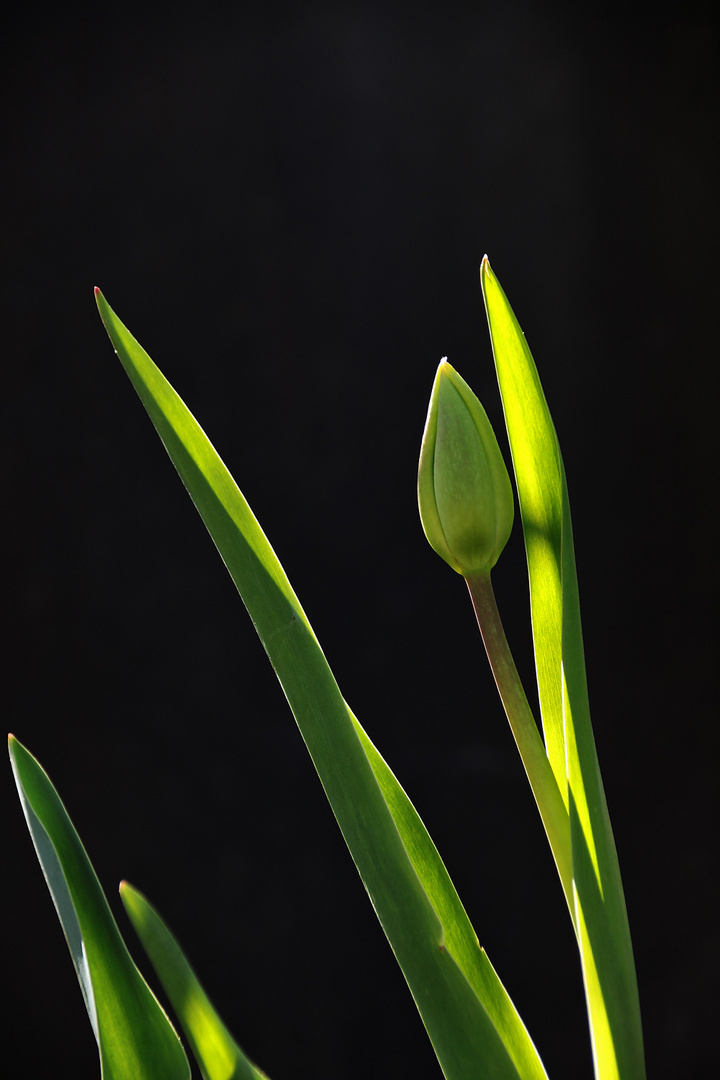 grünes Gegenlicht mit Tulpenknospe