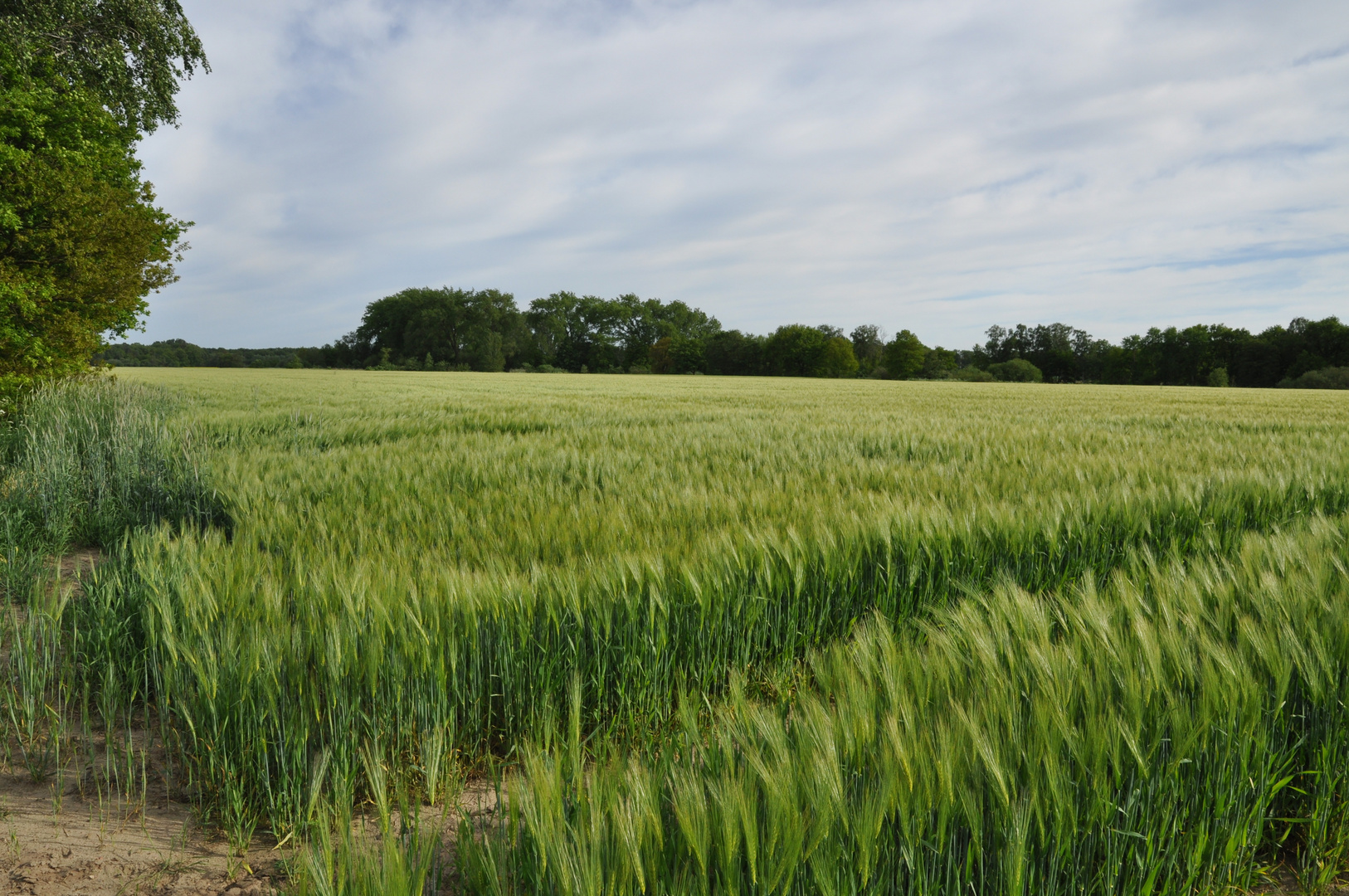 grünes Getreidefeld im Wind