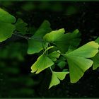 Grünes Ginkgo B  f.Gesundheit 