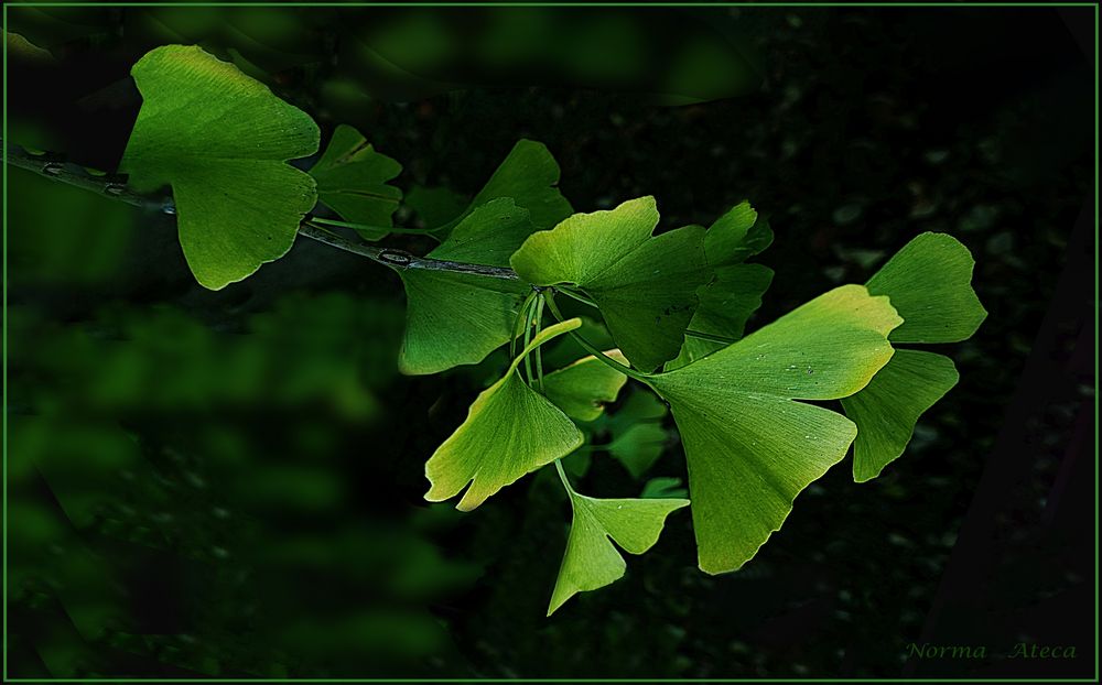 Grünes Ginkgo B  f.Gesundheit 