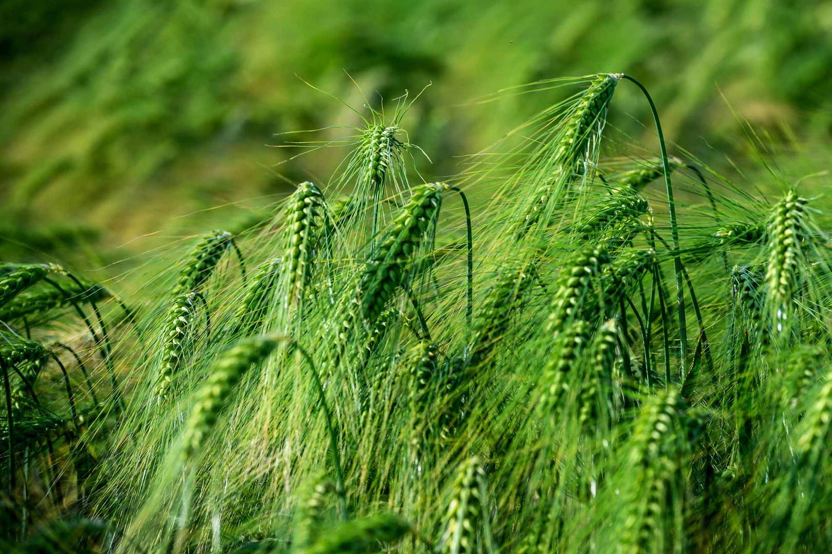 Grünes Gold - or vert