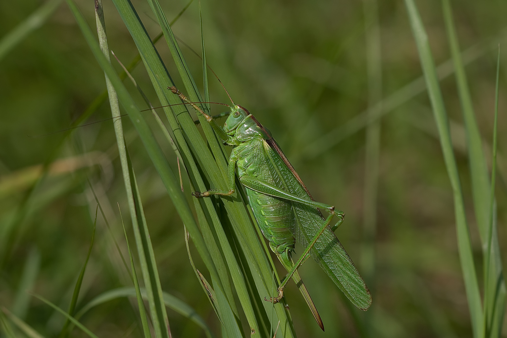 Grünes großes Heupferd (Tettigonia viridissima) 