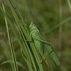 Grünes großes Heupferd (Tettigonia viridissima) 