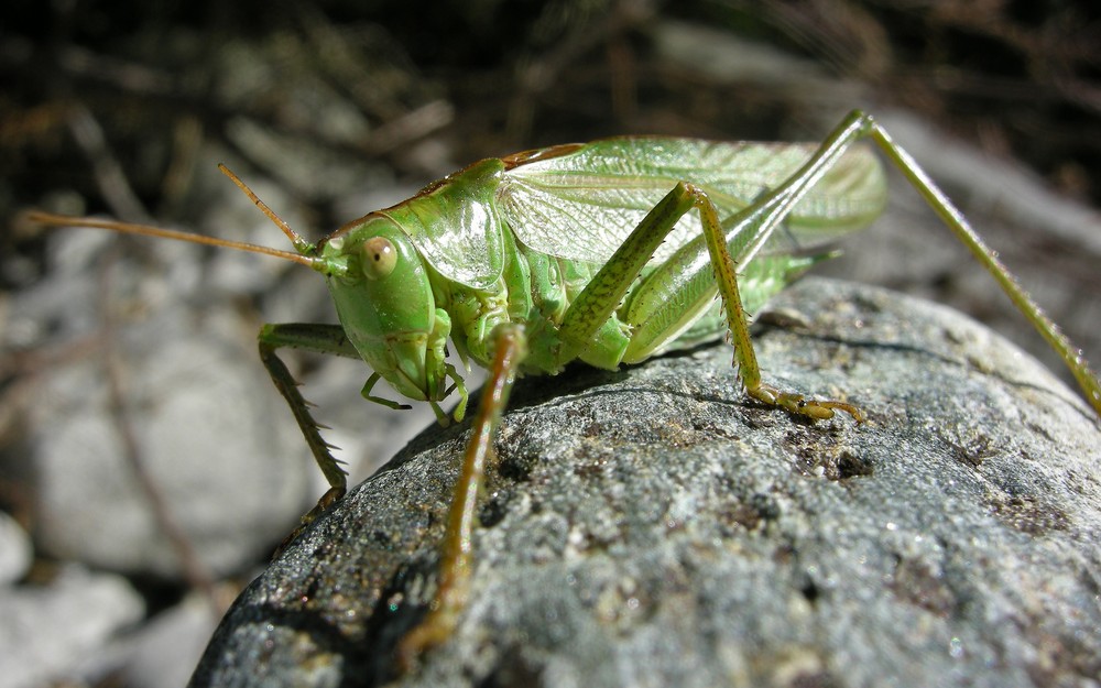 Grünes (Grosses) Heupferd - Tettigonia viridissima