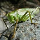 Grünes (Grosses) Heupferd - Tettigonia viridissima