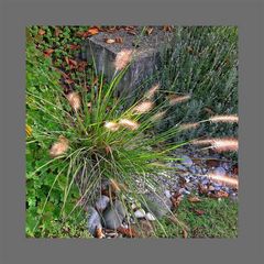 grünes 'Herbstfeuerwerk'