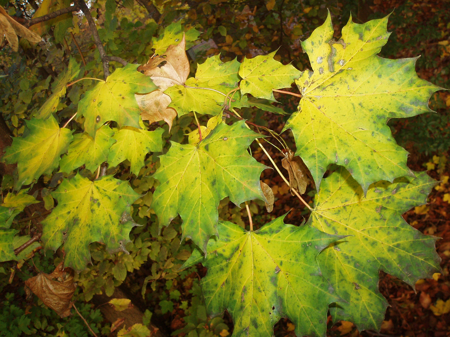 Grünes Herbstlaub