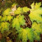 Grünes Herbstlaub