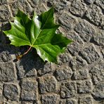 Grünes Herbstlaub