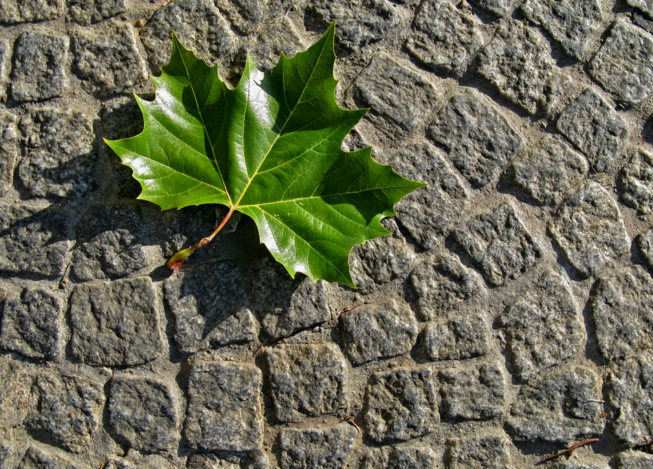 Grünes Herbstlaub