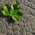 Grünes Herbstlaub