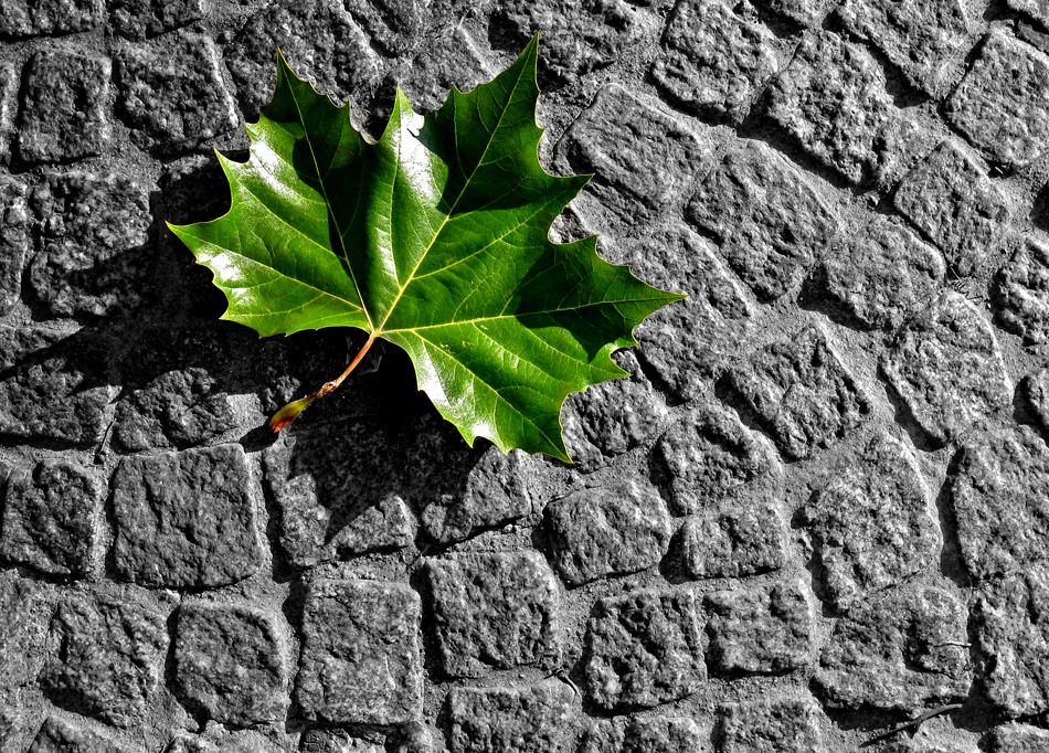 grünes Herbstlaub_reload