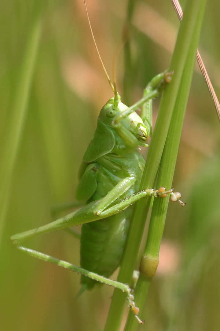 Grünes Heuperd