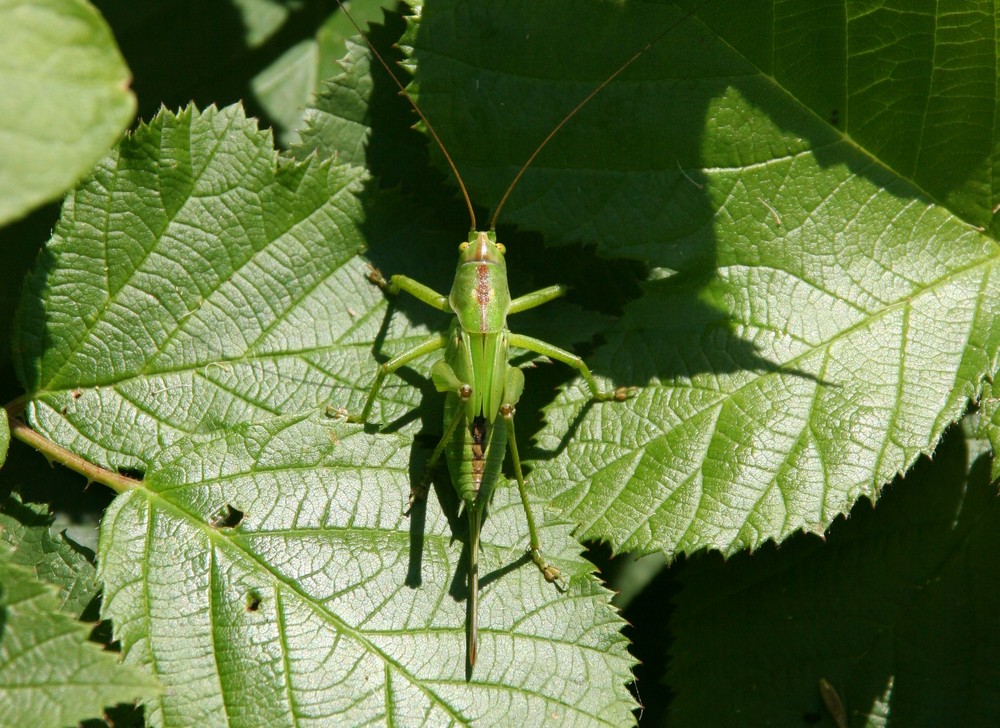 Grünes Heupferd - 2 -(Tettigonia viridissima)