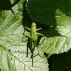 Grünes Heupferd - 2 -(Tettigonia viridissima)