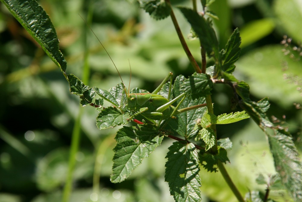 Grünes Heupferd -3-(Tettigonia viridissima)