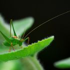 Grünes Heupferd auf Bienenfutter